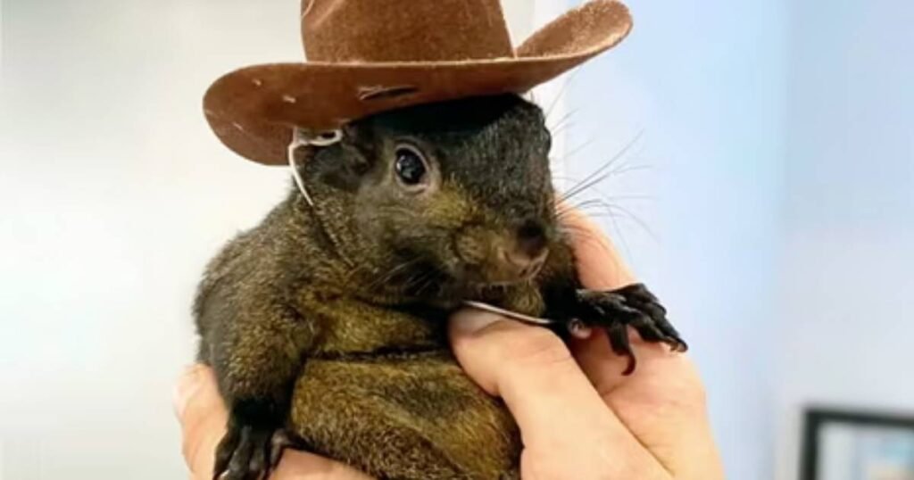 New York authorities euthanize social media star Peanut the squirrel